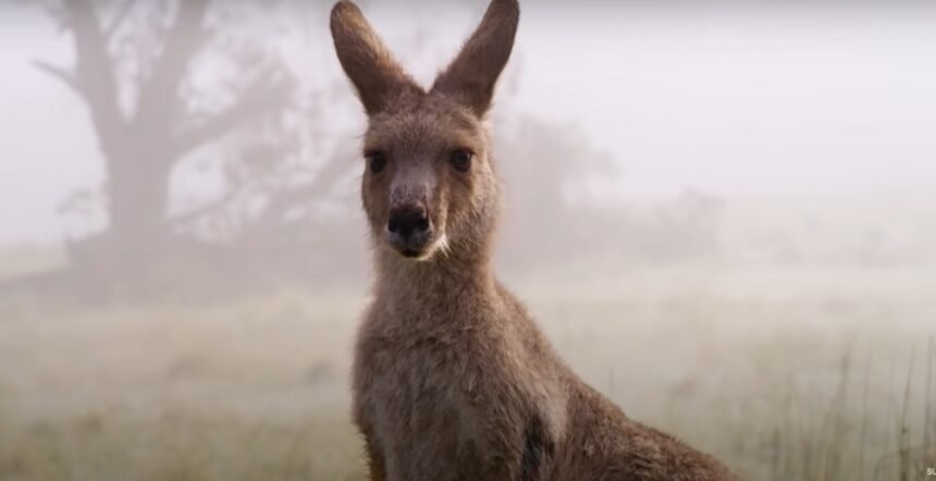 California's Hidden Cruelty to Animals: Illegal Kangaroo Trade