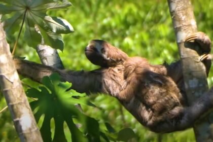 Here’s What People Need To Know About Sloths