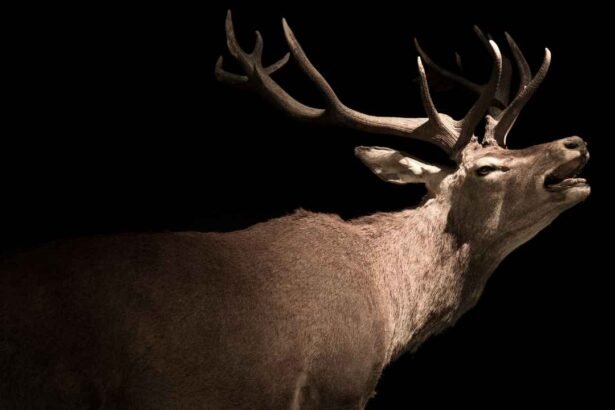 Do Deer Actually Act Nocturnally? Here's What We Know