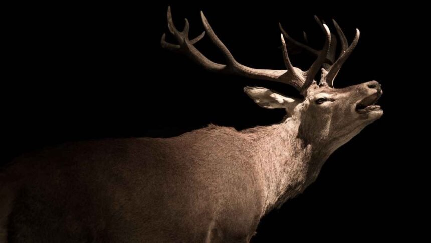 Do Deer Actually Act Nocturnally? Here's What We Know