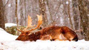 Is it possible for deer to hibernate?