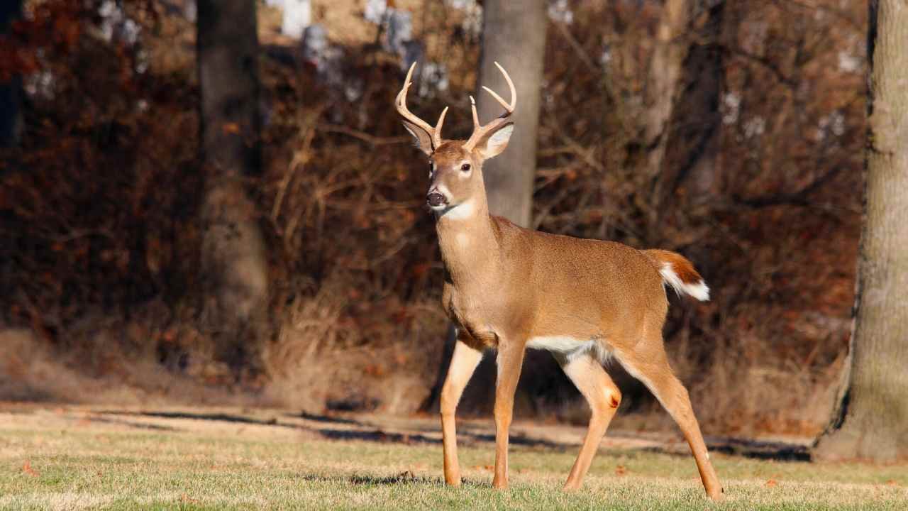 Do Deer Hibernate In Winter? Here's What The Science Says