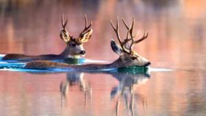 How do deer become skilled swimmers?
