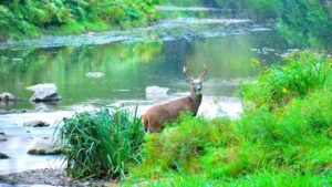 How Do Deer Cross Wide Water Bodies?
