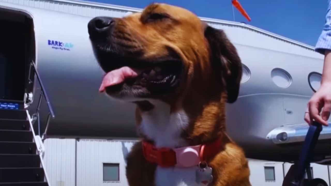 Sky-High Pups: Inside BARK Air's First Luxury Flight for Dogs
