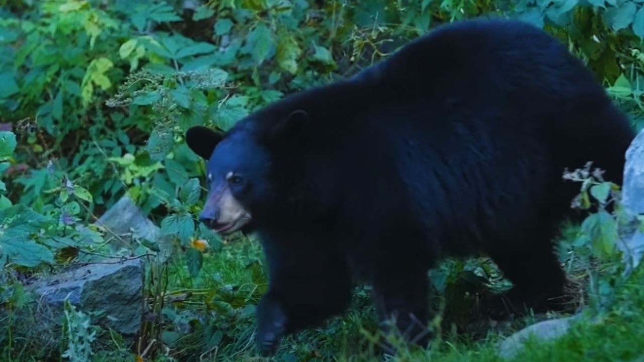 Bear Euthanized After Attacking Teen in Arizona Cabin