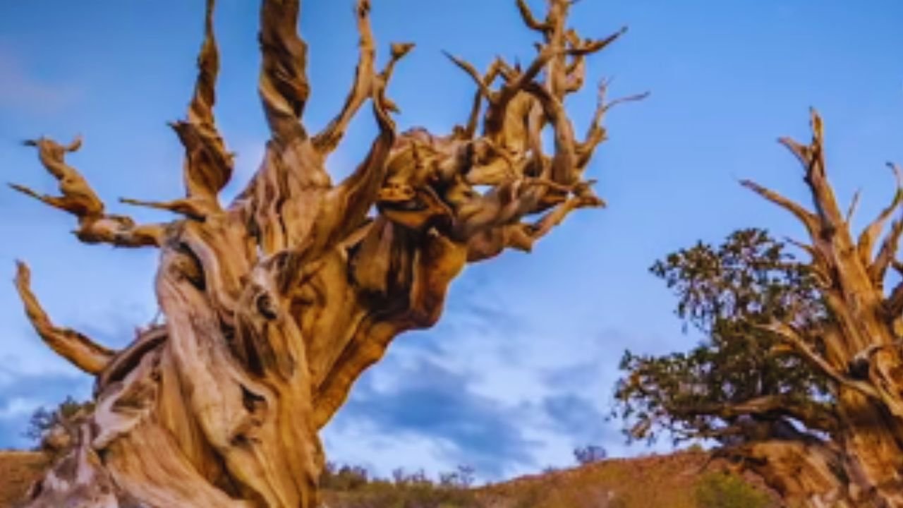 “Big Tree” – Meet ‘Methuselah’: The World’s Oldest Tree Revealed, a Hidden Gem Unveiled!