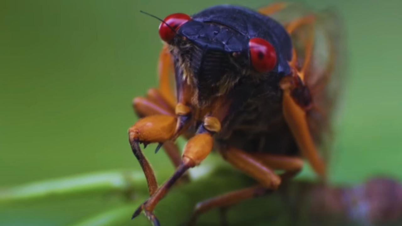 Cicada Broods Face Extinction: Experts Rush to Preserve Them