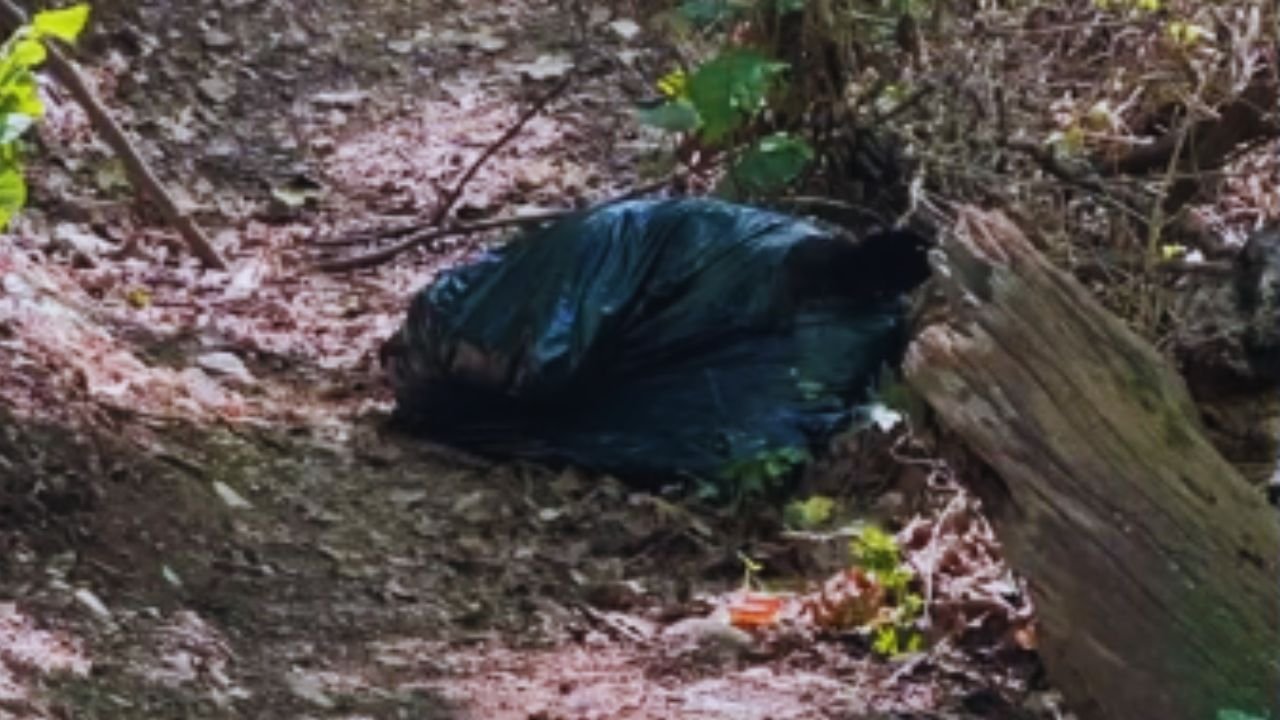 Dead Black Bear Discovered in Plastic Bag Near D.C. Suburb Trail